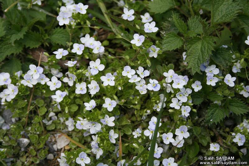 Trabzon Flower Photo Gallery 5 (Uzungol)