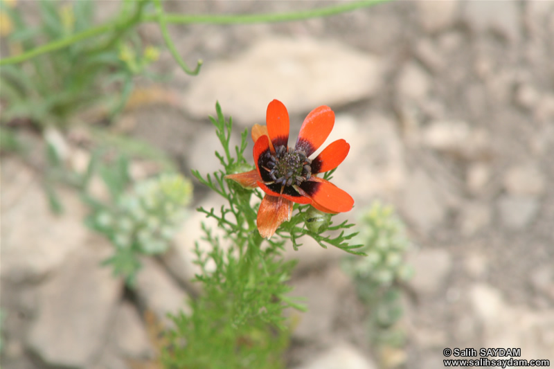 Mersin Flower Photo Gallery 3 (Silifke, Diocaesarea (Uzuncaburc))