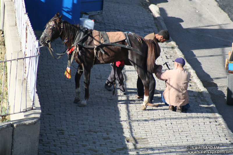 Horse Shoeing Photo Gallery (Erzurum)