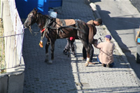 Horse Shoeing Photo Gallery (Erzurum)