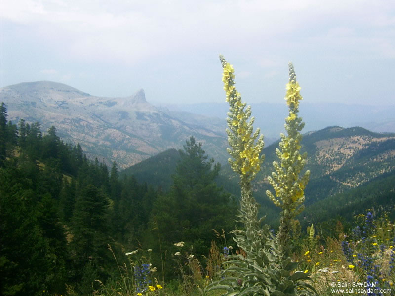 Tersun Da Geidi Fotoraf Galerisi (Gmhane)