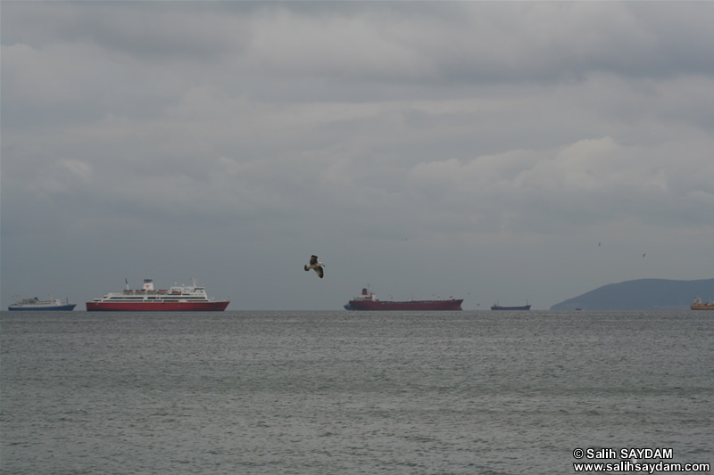 Gemi Fotoraf (stanbul, Tuzla)