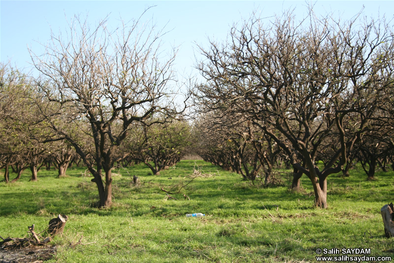 Vegetable Plant Photo Gallery (Izmir)