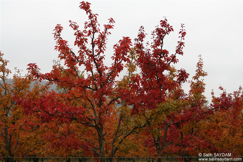 Ihsaniye Photo Gallery (Kocaeli (Izmit), Golcuk)