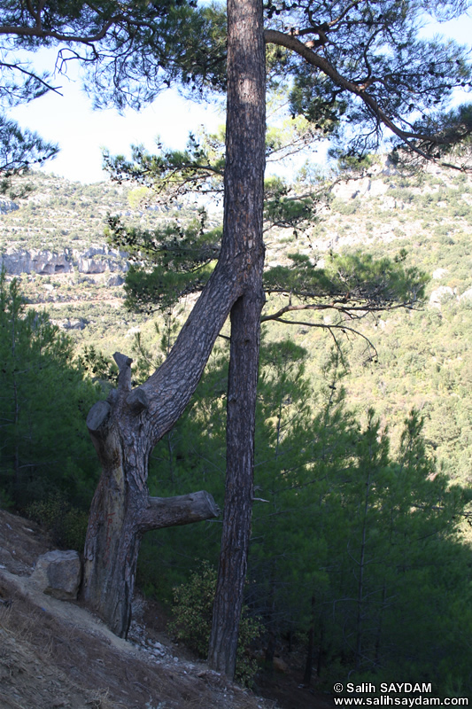 Between Gokbelen and Silifke Tree with 2 roots Photo Gallery (Mersin, Silifke)