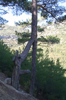 Between Gokbelen and Silifke Tree with 2 roots Photo Gallery (Mersin, Silifke)