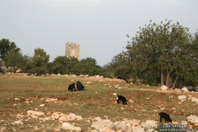 Kzkalesi ile Adamkayalar arasnda Yolda Fotoraf Galerisi (Mersin, Erdemli)