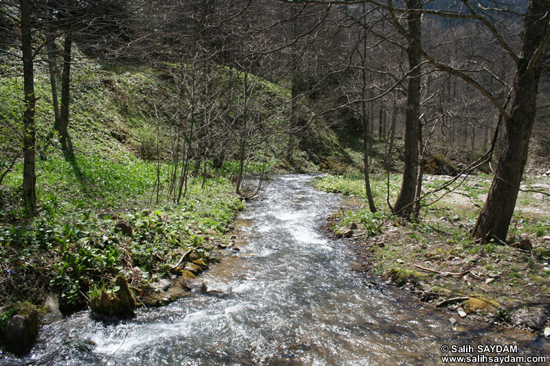 Uzungol (Long Lake) Photo Gallery 9 (Trabzon)