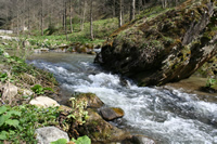 Uzungl Fotoraf Galerisi 10 (Trabzon)